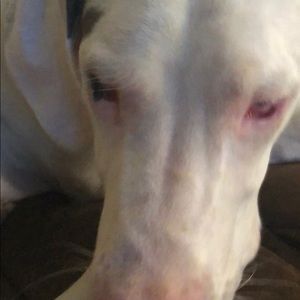 Meet your Posher, Baoling